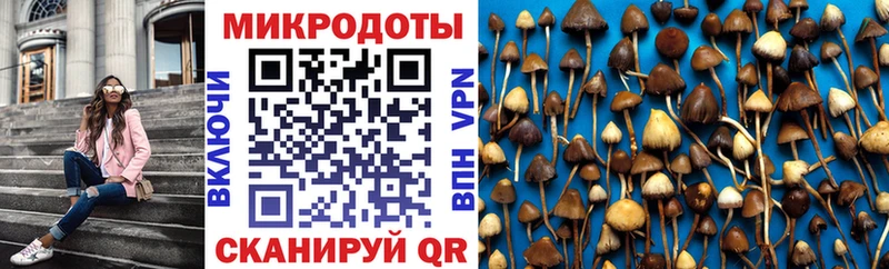 купить цена Лагань Псилоцибиновые грибы Cubensis